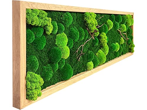 MoosSpirit Cuadro de musgo con 100% musgo auténtico. Marco de fotos de madera maciza (140 x 40). Imagen para plantas de musgo, decoración de pared, regalo decorativo (roble)